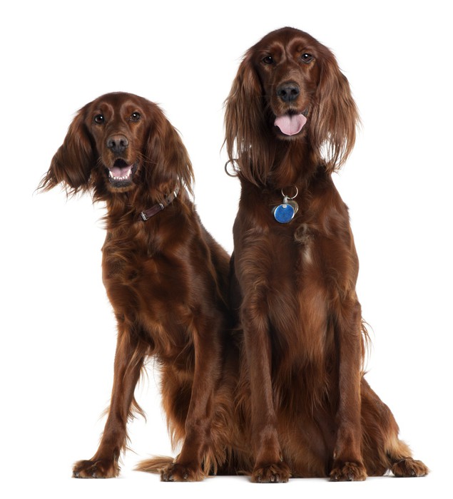 Two Irish Setters sitting in front of white background