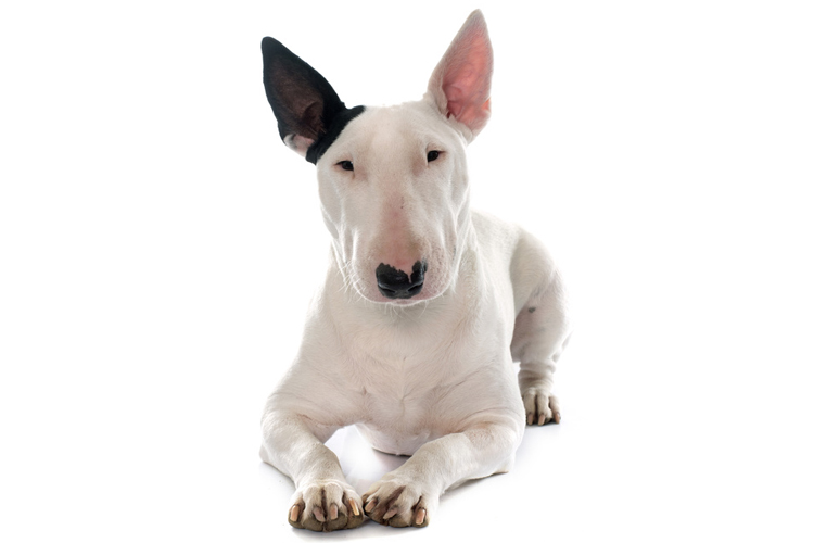 bull-terrier