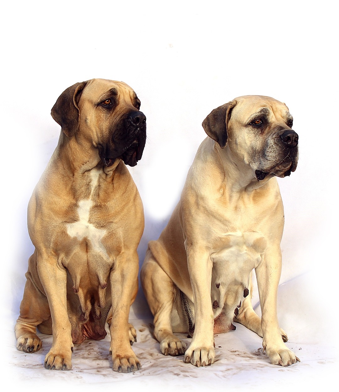 mastiffs