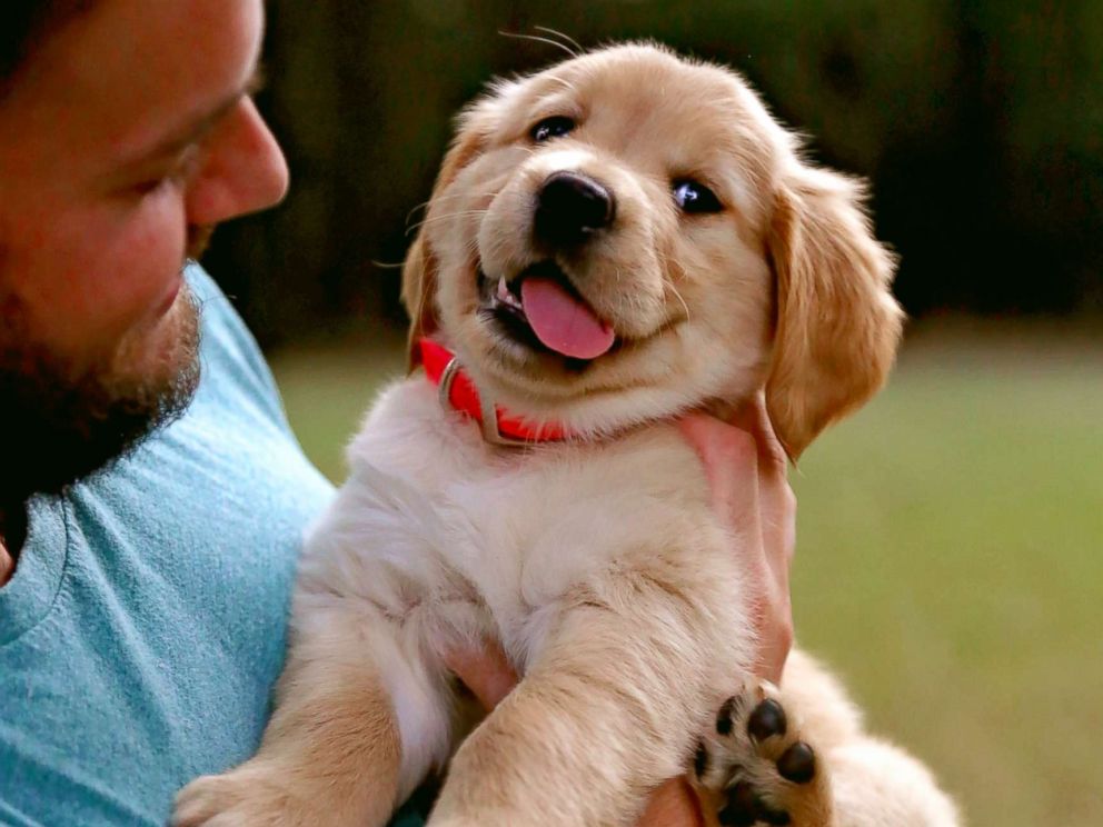 puppy-ht-3-er-170907_4x3_992