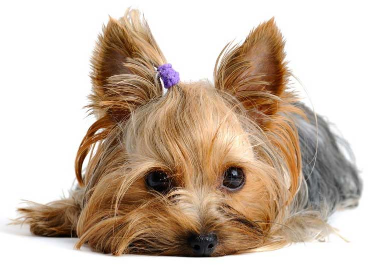 yorkies-clipart-brown-puppy-18